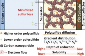 Schematic illustration of the gradient distribution of sulfur species in percolating electrolyte