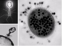 Bacteriophage