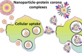 Graphical abstract of cellular update of nanoparticles