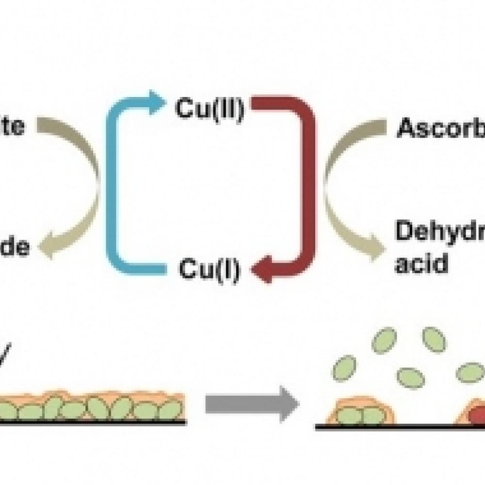 TOC of ACS Applied Materials Interface DOI: 10.1021/acsami.5b07971