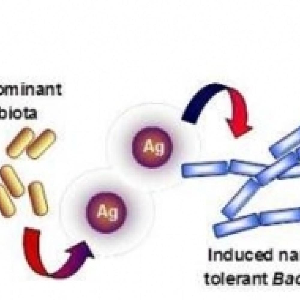 The natural ability of Bacillus sp. to adapt to nanosilver cytotoxicity