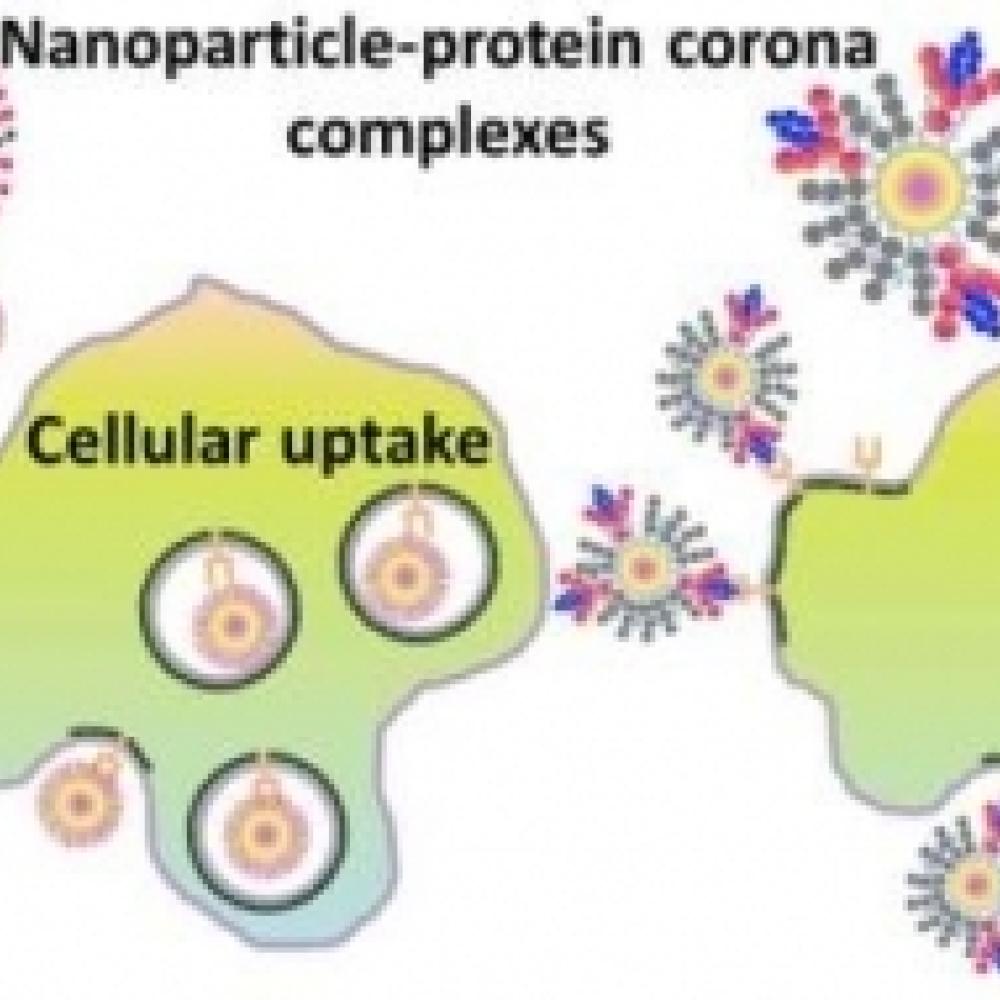 Graphical abstract of cellular update of nanoparticles